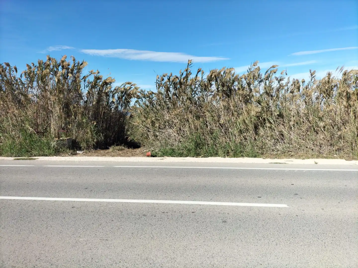 TIERRA RUSTICA EN TERMINO ELCHE, imatge 3