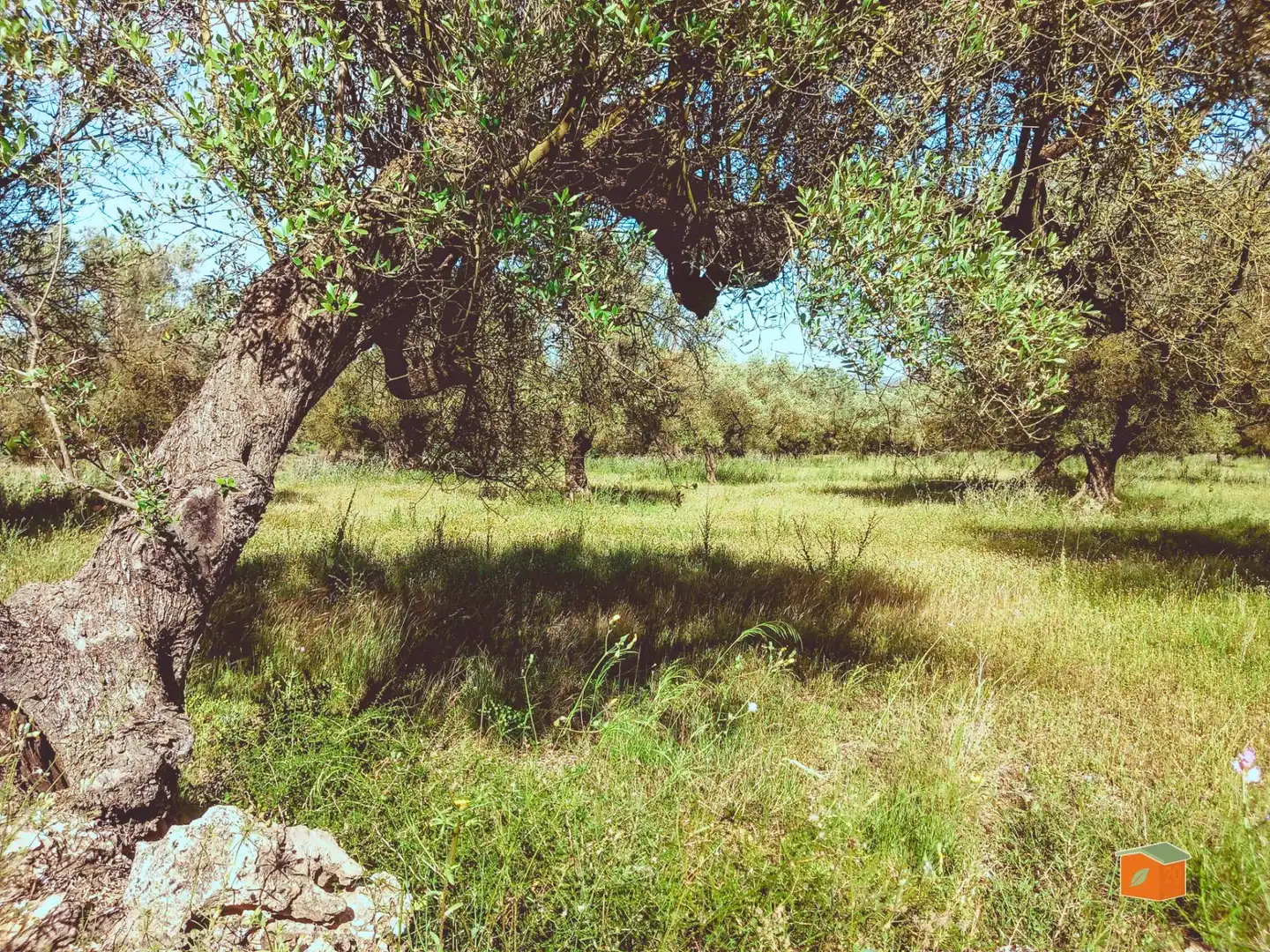 Terreny rústic en venda a Ulldecona, imagen 4