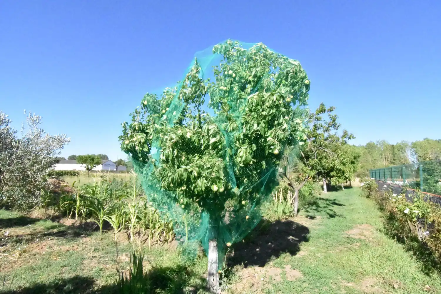 Jardín de Finca rústica en venta en Ciudad Rodrigo