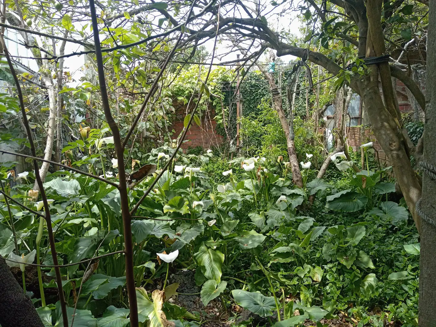 Garten von Einfamilien-Reihenhaus zum Verkauf in Cee mit Balkon