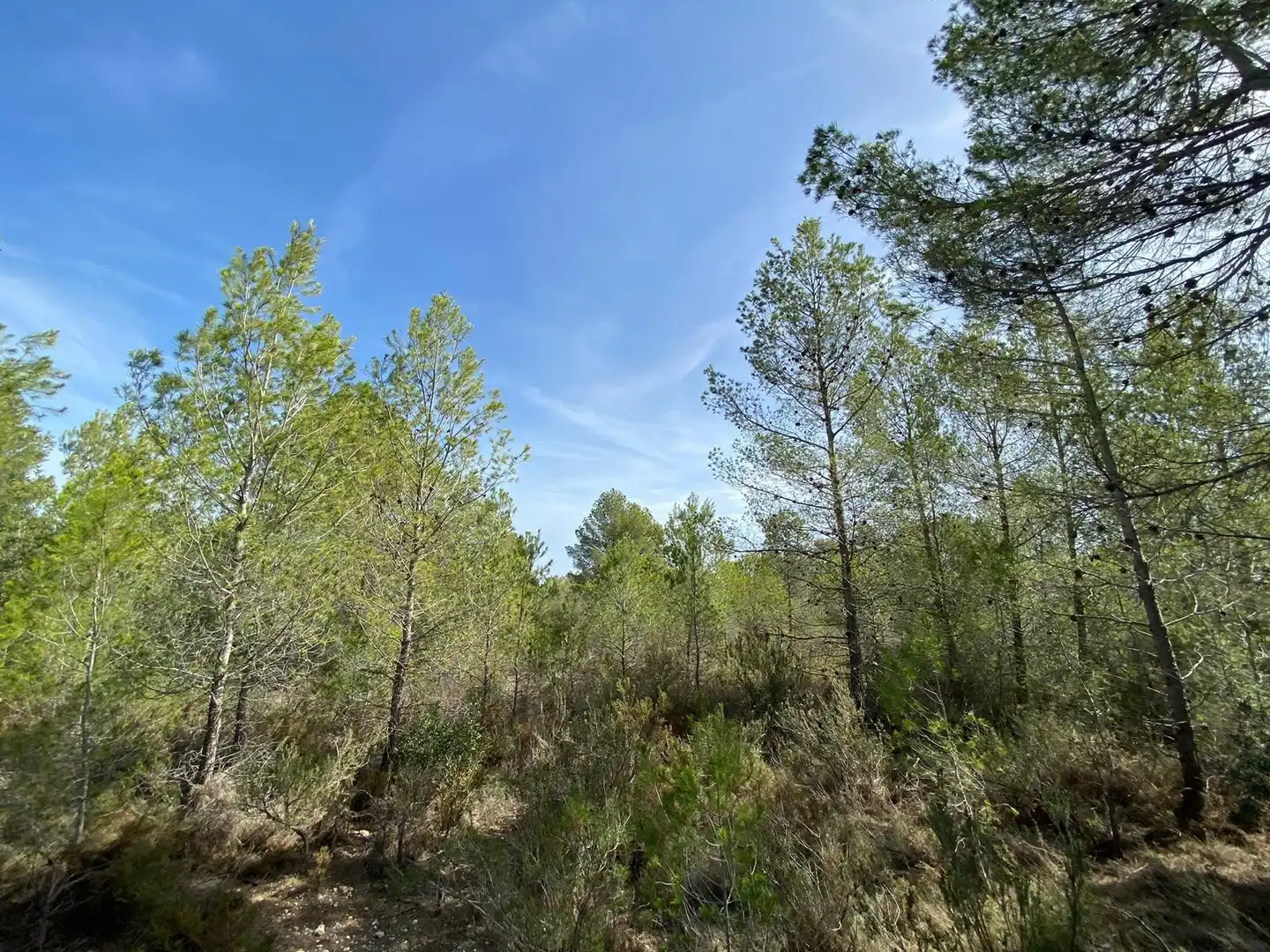 Country homes for sale in Chella