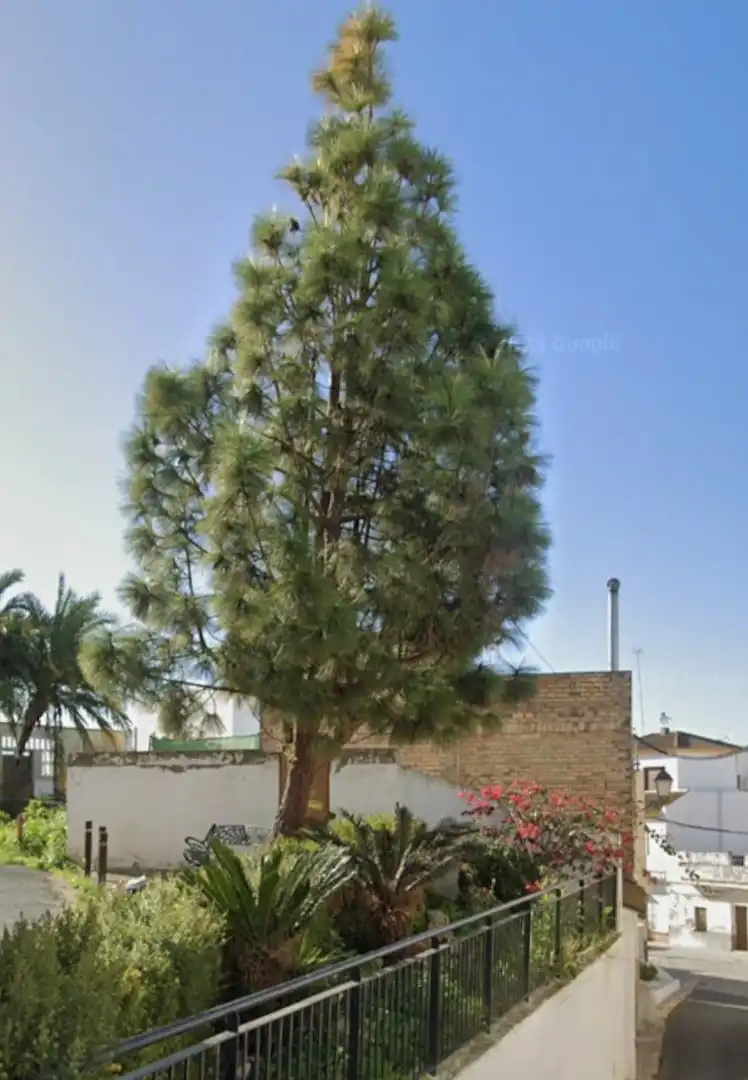 Jardí de Casa o xalet en venda en La Puebla del Río