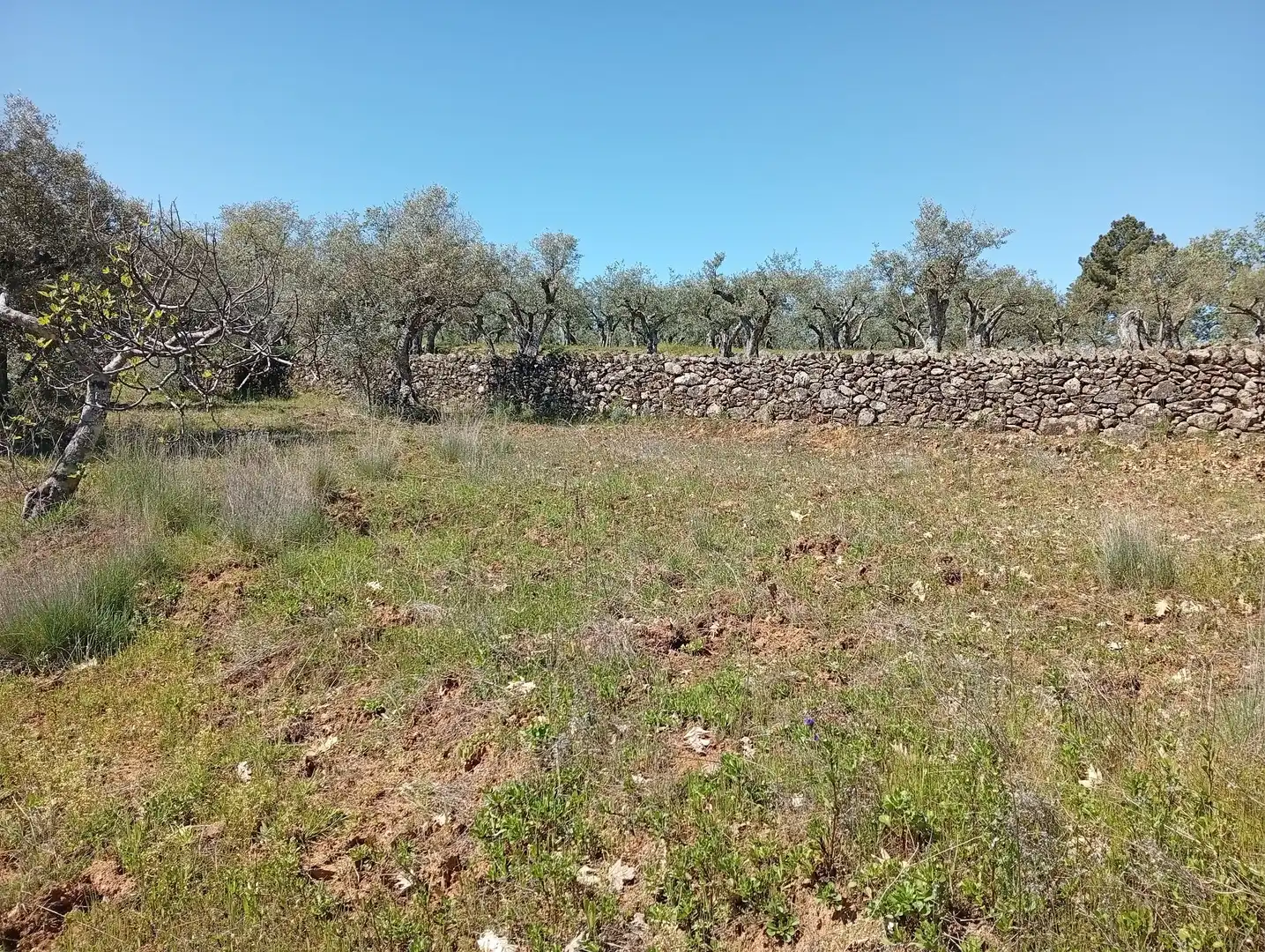 Terreni e lotti in vendita a Valverde de la Vera, imagen 21
