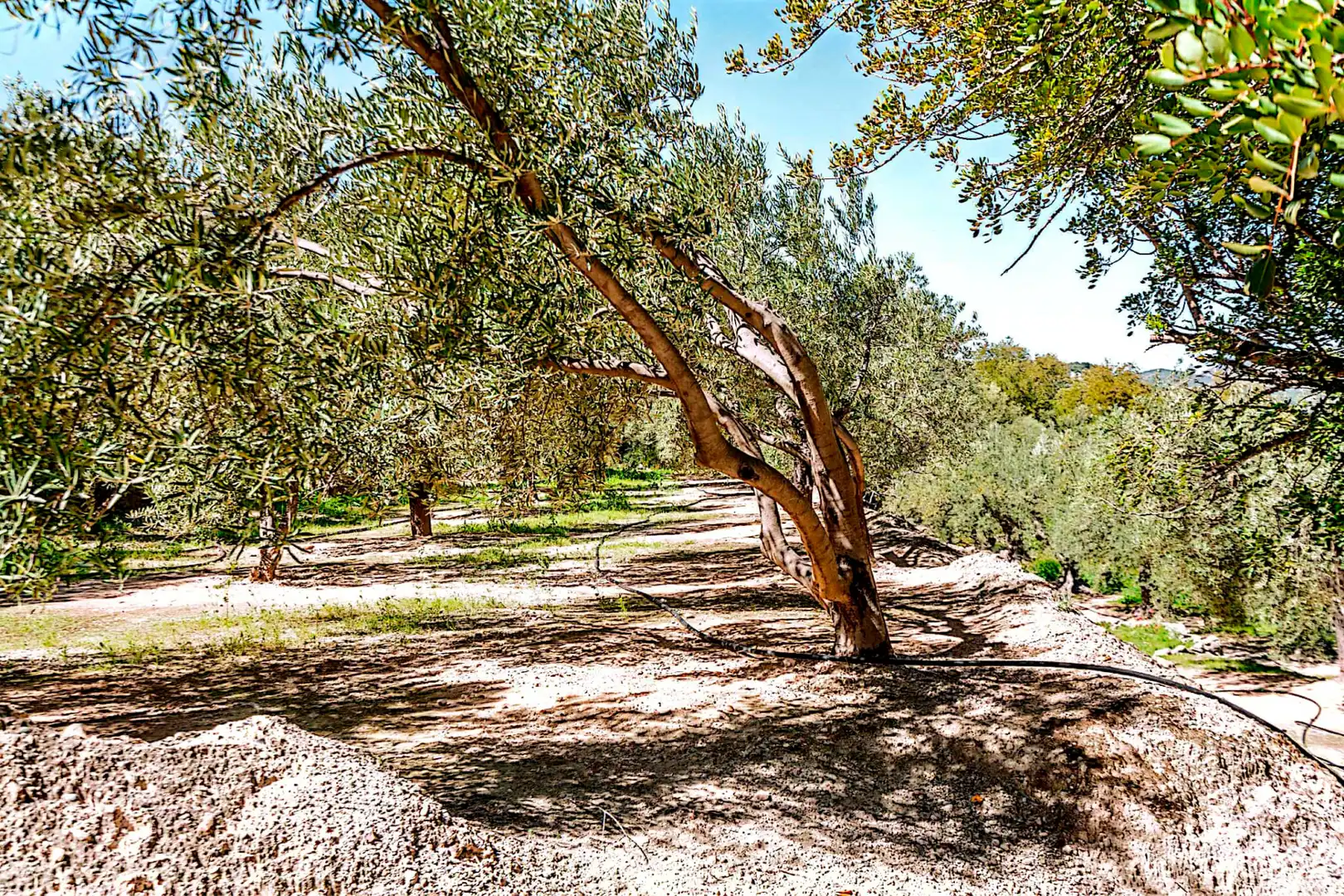 Terrain rustique à vendre à El Pinar, imagen 9