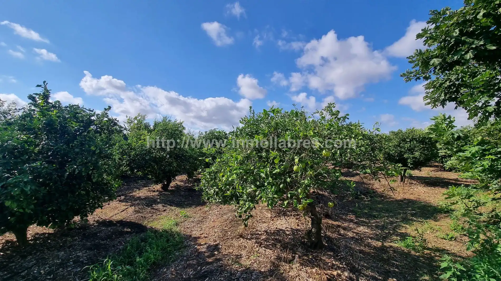 Maison rustique à vendre à Muro, imagen 16
