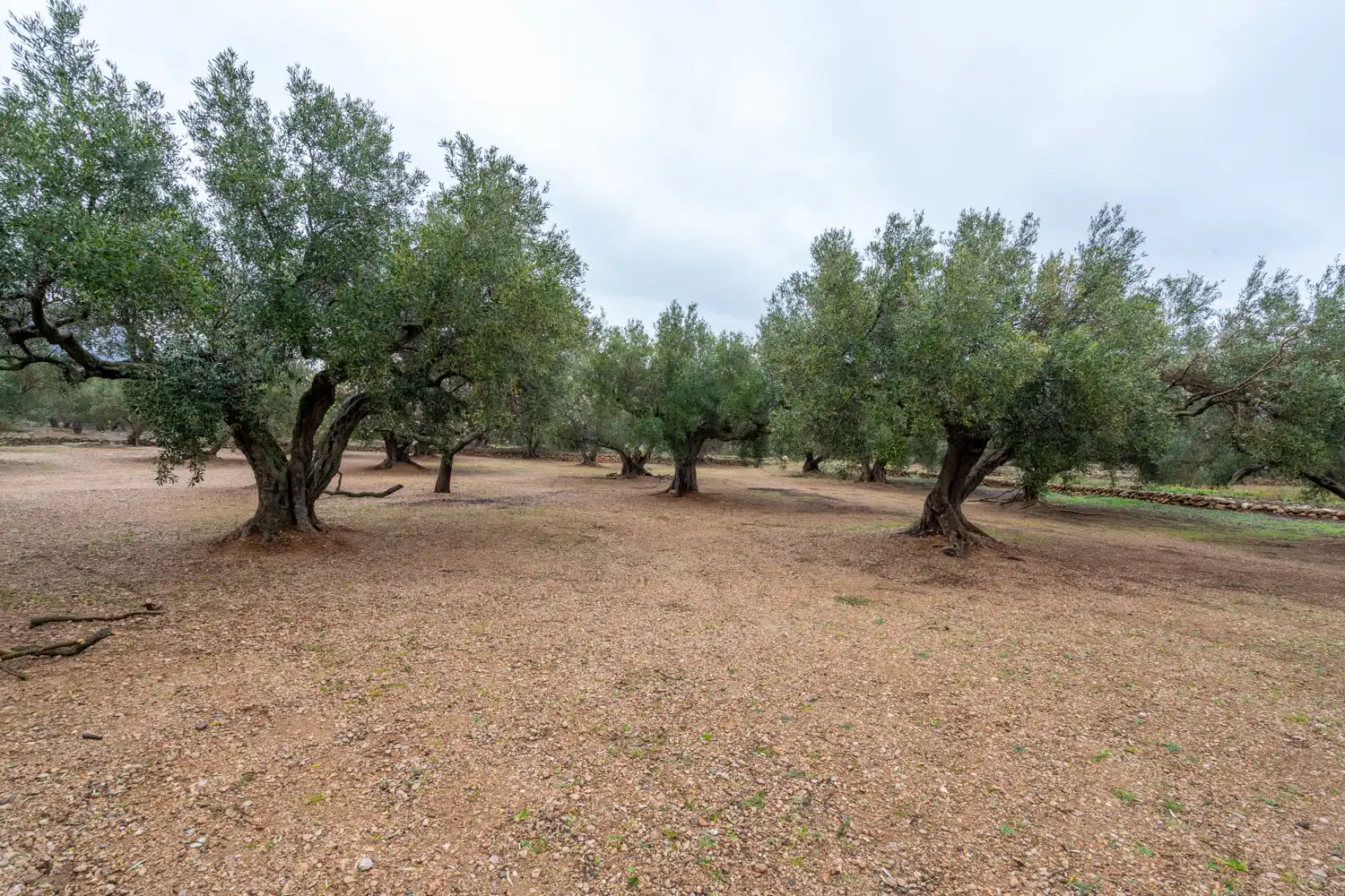 Terreno rustico in vendita a Cami de Pandorga 1, imagen 9