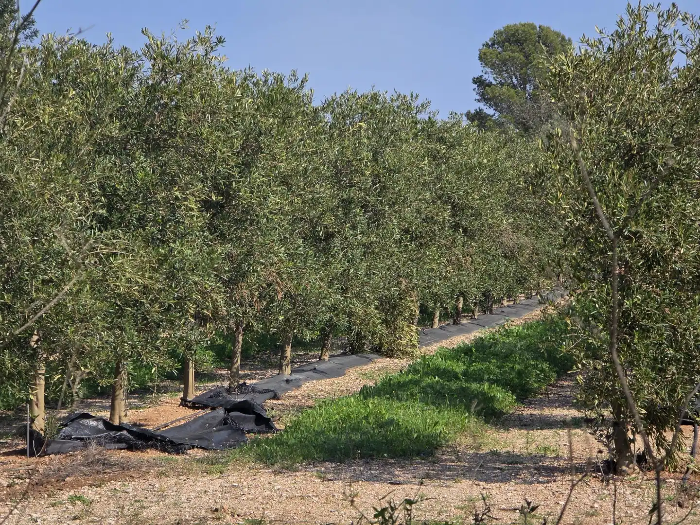 Terreno rustico in vendita a del Polígon Industrial 'La Ravaleta', imagen 25