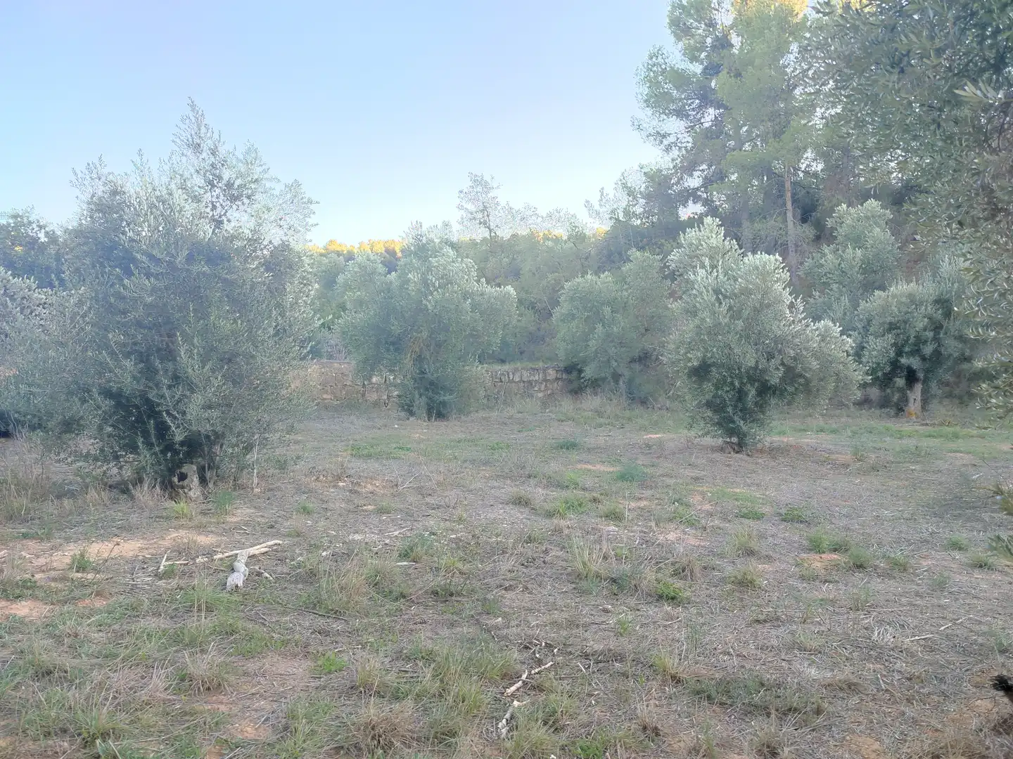 Terreno rústico en venta en Cervià de Les Garrigues, imagen 48
