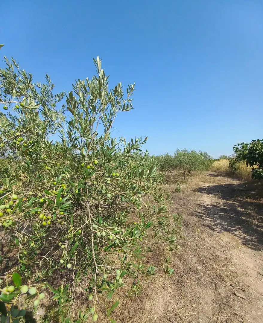 Finca rústica en venta en Rasquera