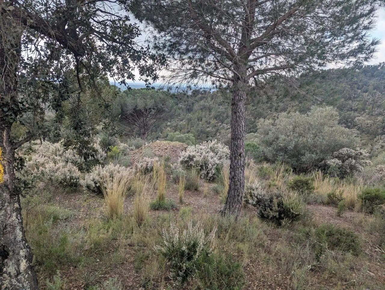 Rural land for sale in EL MON PERDUT