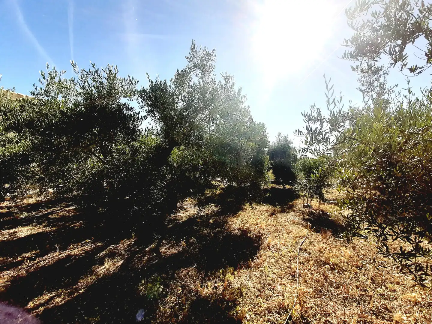 Lands and plots for sale in Mula, imagen 15