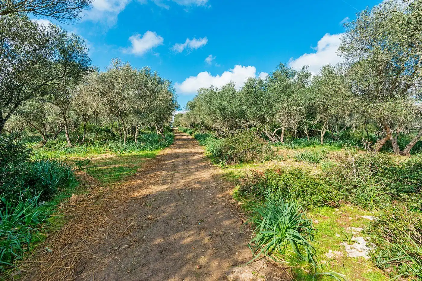 Country homes for sale in Inca