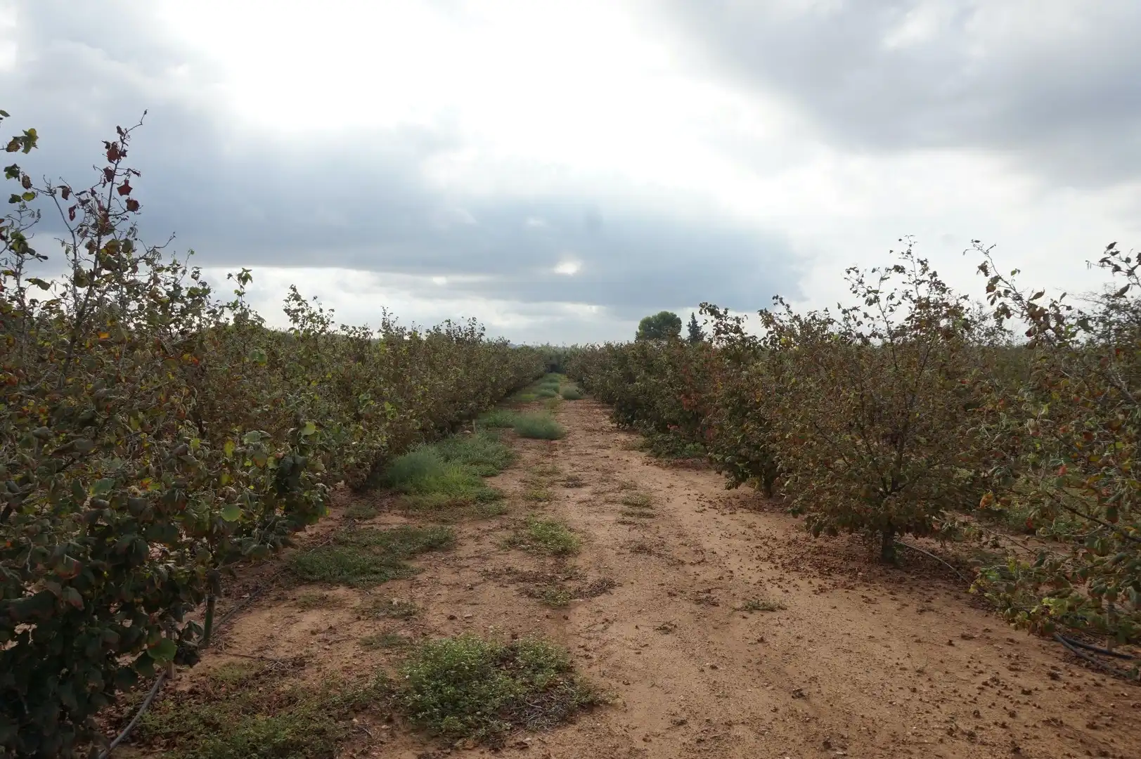 Terreno rustico in vendita a La Creu de Salom, imagen 18