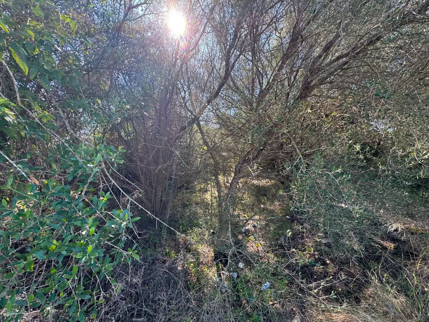 Wohnbaugrundstück zum Verkauf in Sa Pobla, imagen 13