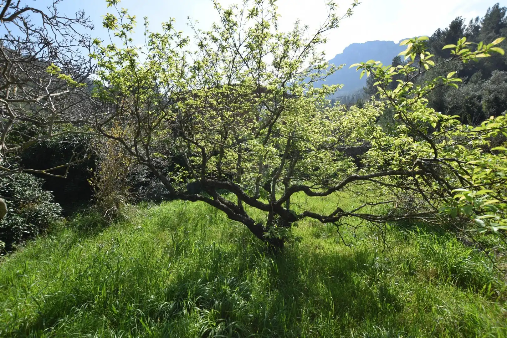 Jardí de Casa o xalet en venda en Alfara de Carles amb Terrassa, Traster i Piscina