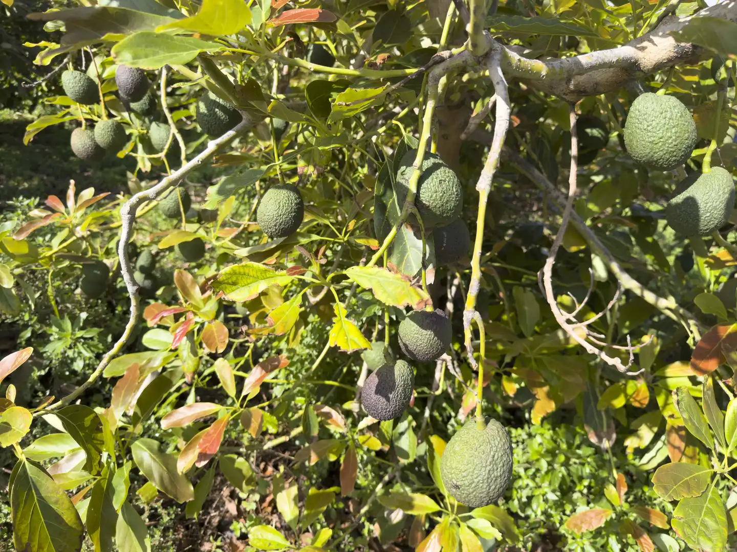 Garden of Land for sale in La Orotava