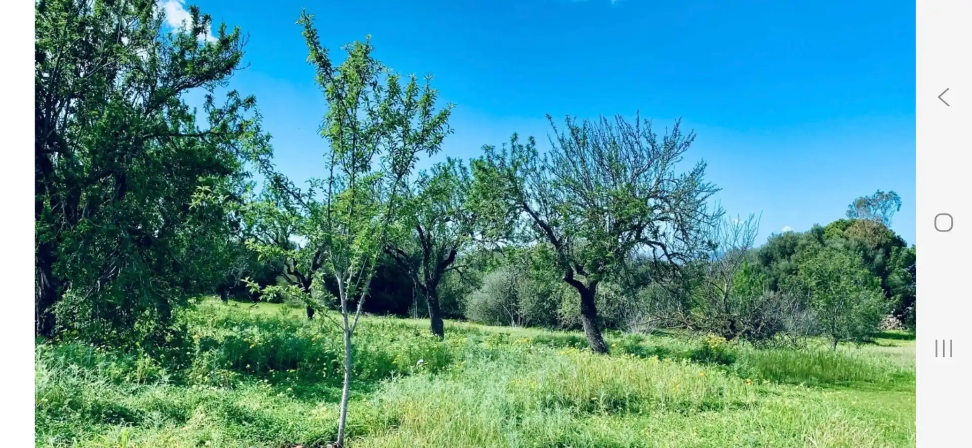 Terreny rústic en venda a Camí de Sant Jordi 68, imagen 3
