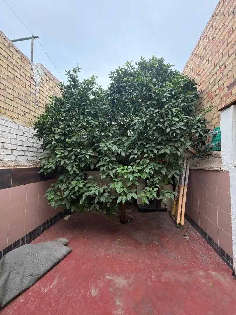 Jardí de Casa o xalet en venda en El Coronil