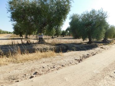 Terrain rustique à vendre à La Haba