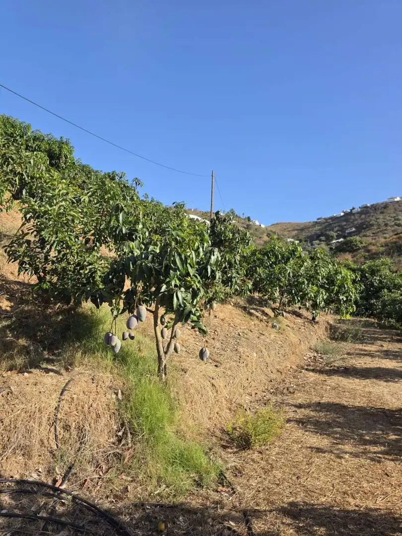 Vista exterior de Finca rústica en venta en Benamocarra con Terraza y Piscina