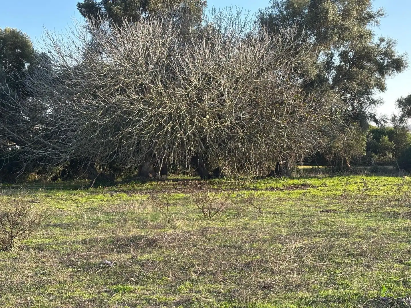 Terreni e lotti in vendita a Vejer, imagen 50