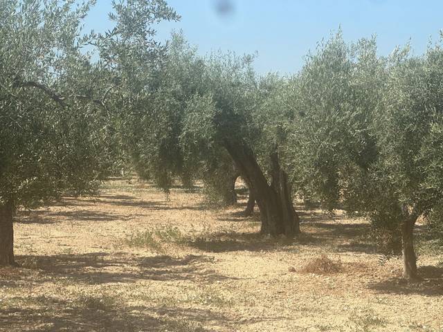 Terreno residencial en Alquiler en Cañada del Fenollar