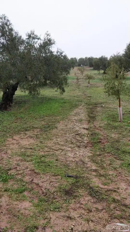 Land for sale in Monturque