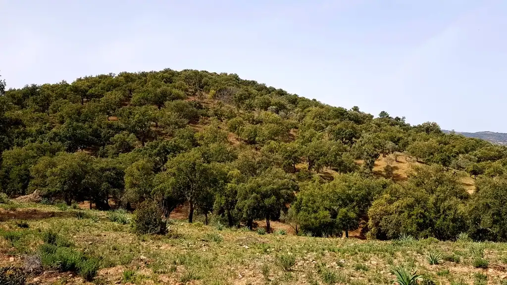 Terrenos y solares en venta en Extramuros Diseminados 5, imagen 22