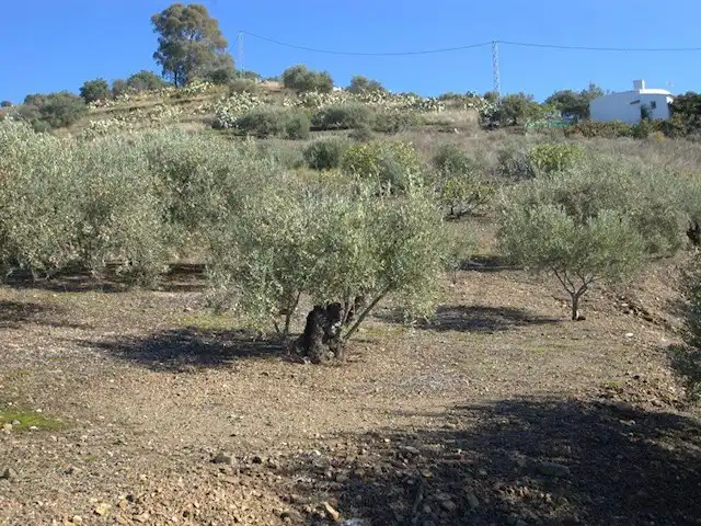Terreni e lotti in vendita a Torrox Pueblo, imagen 7
