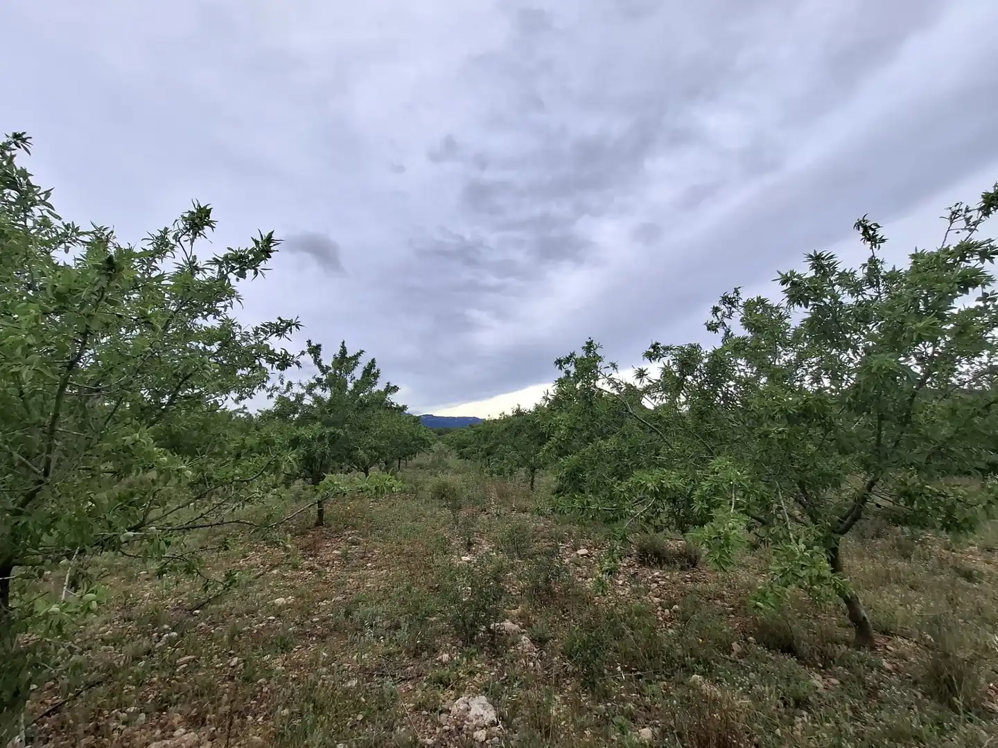 Land for sale in Mont-roig del Camp