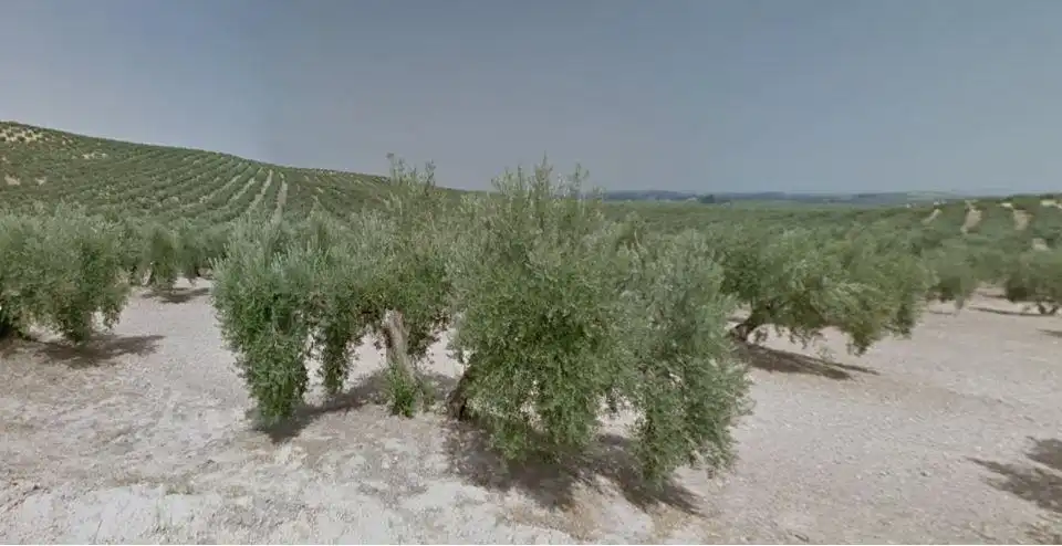 Terreni e lotti in vendita a Camino Torredonjimeno