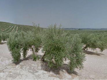 Terreno residencial en venta en Camino Torredonjimeno