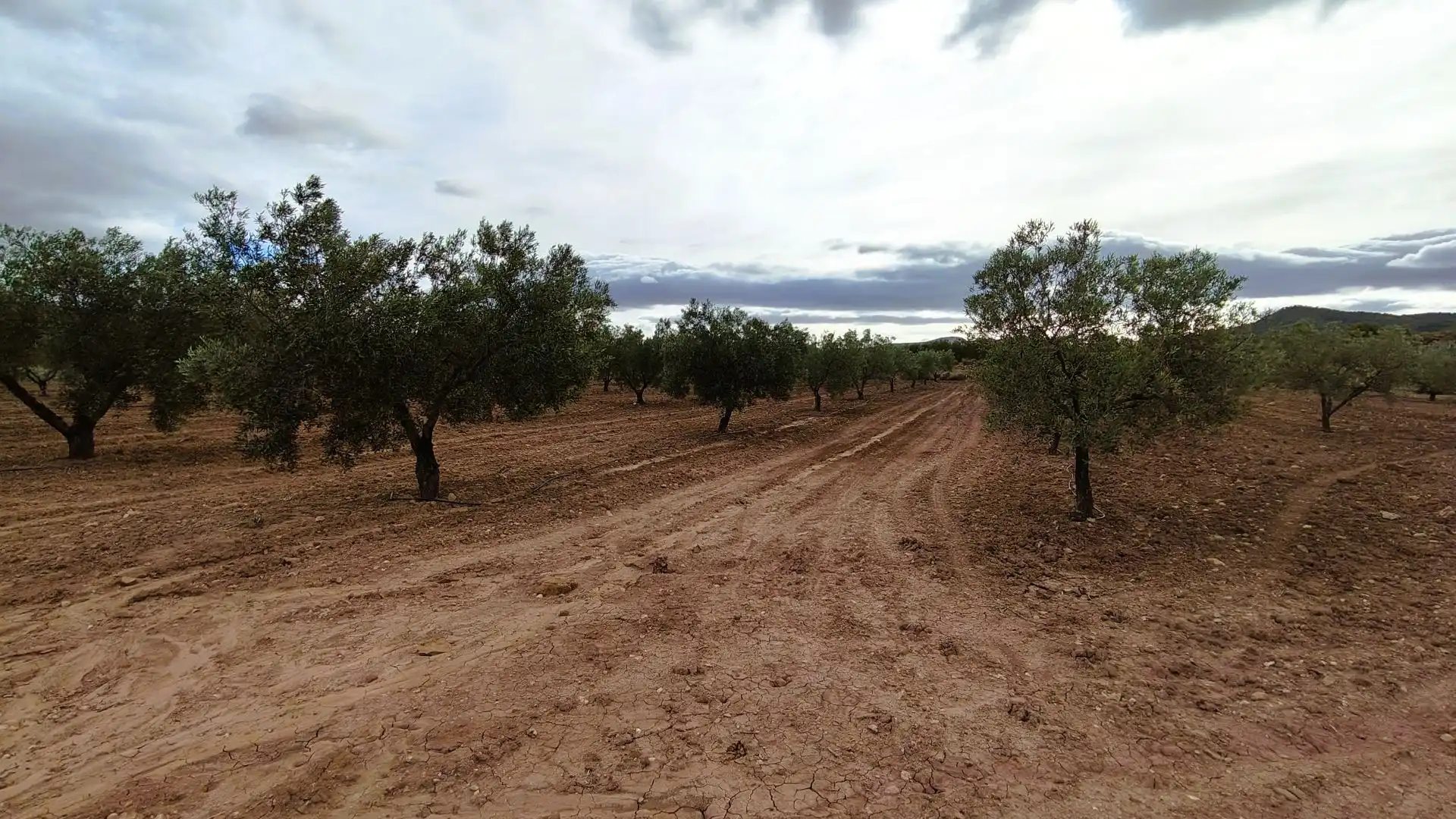 Terreny rústic en venda a Monóvar  / Monòver, imagen 4
