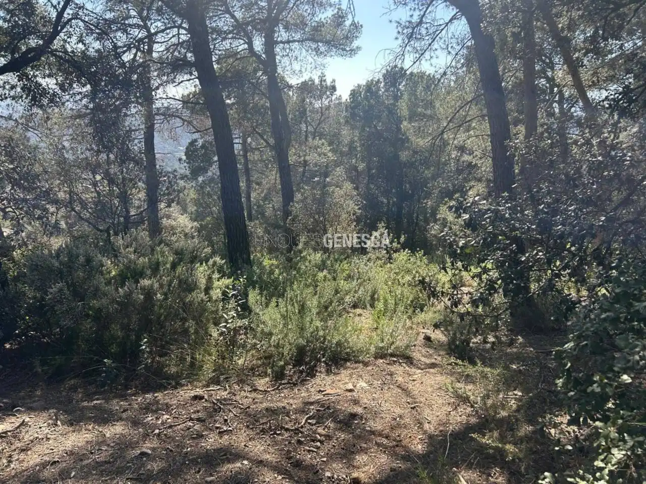 Wohnbaugrundstück zum Verkauf in Calle Camí del Moliner 59, imagen 4
