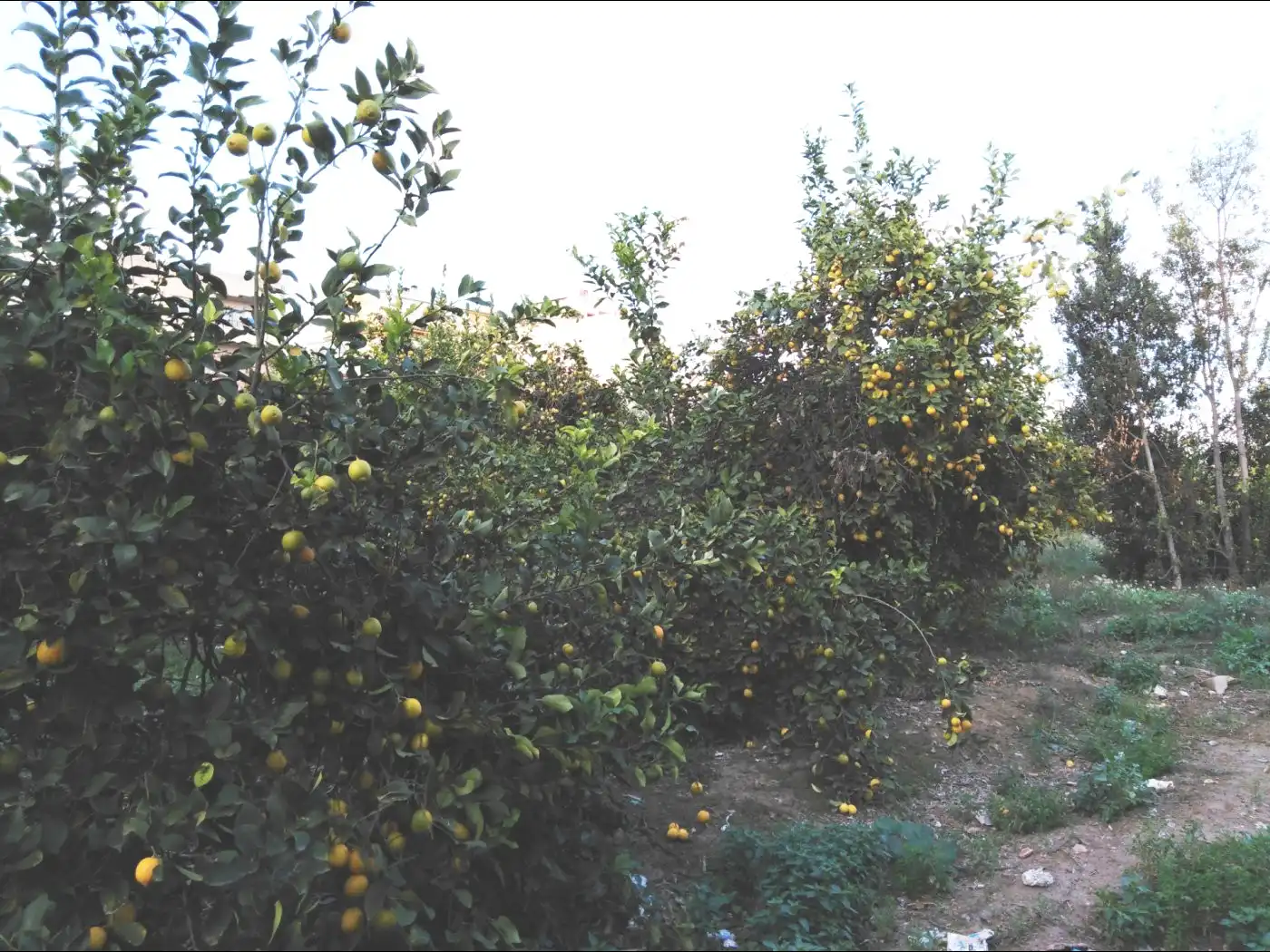 Rural land for sale in Pedanías Este, imagen 2
