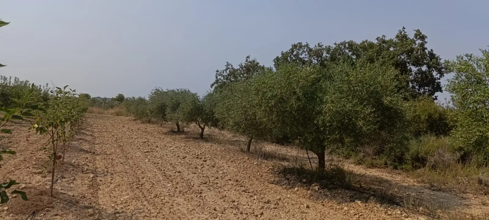 Residencial en venda en Vilalba dels Arcs