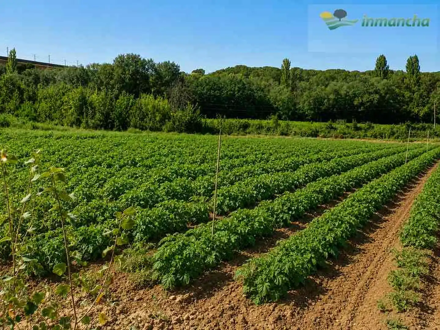 Rural land for sale in La Roda, imagen 4