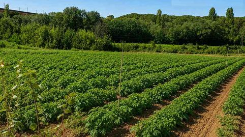 finca en venta 200 has. labor regadío Almendros monte en la Roda (Albacete), immagine 4