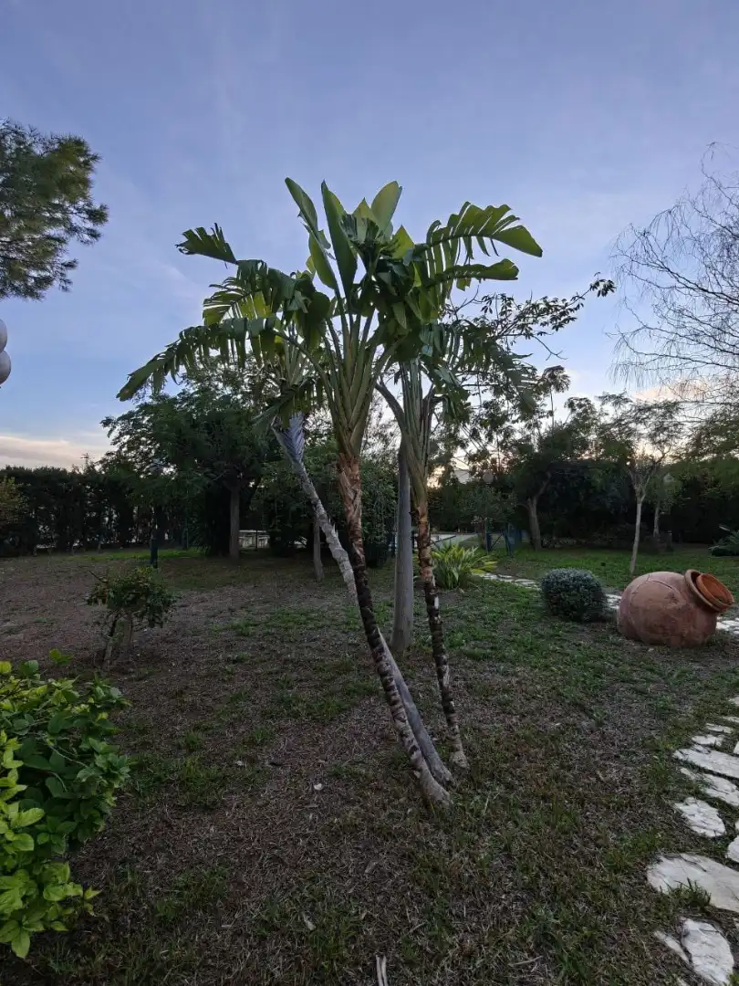 Casa o chalet de alquiler en San Vicente del Raspeig / Sant Vicent del Raspeig con Aire acondicionado, Calefacción y Jardín privado