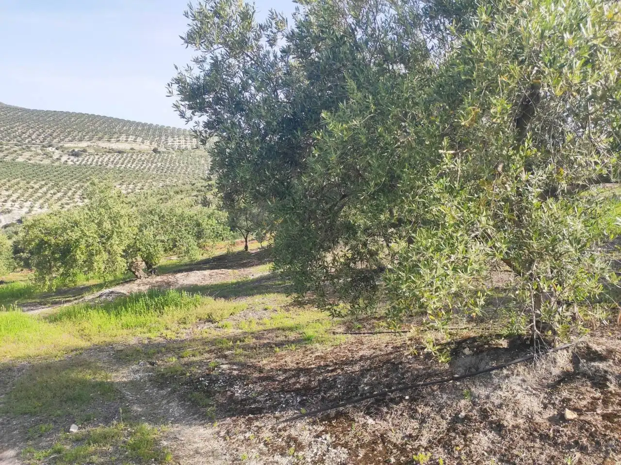 Rustikales Grundstück zum Verkauf in Calle Salvador Muñoz, imagen 3