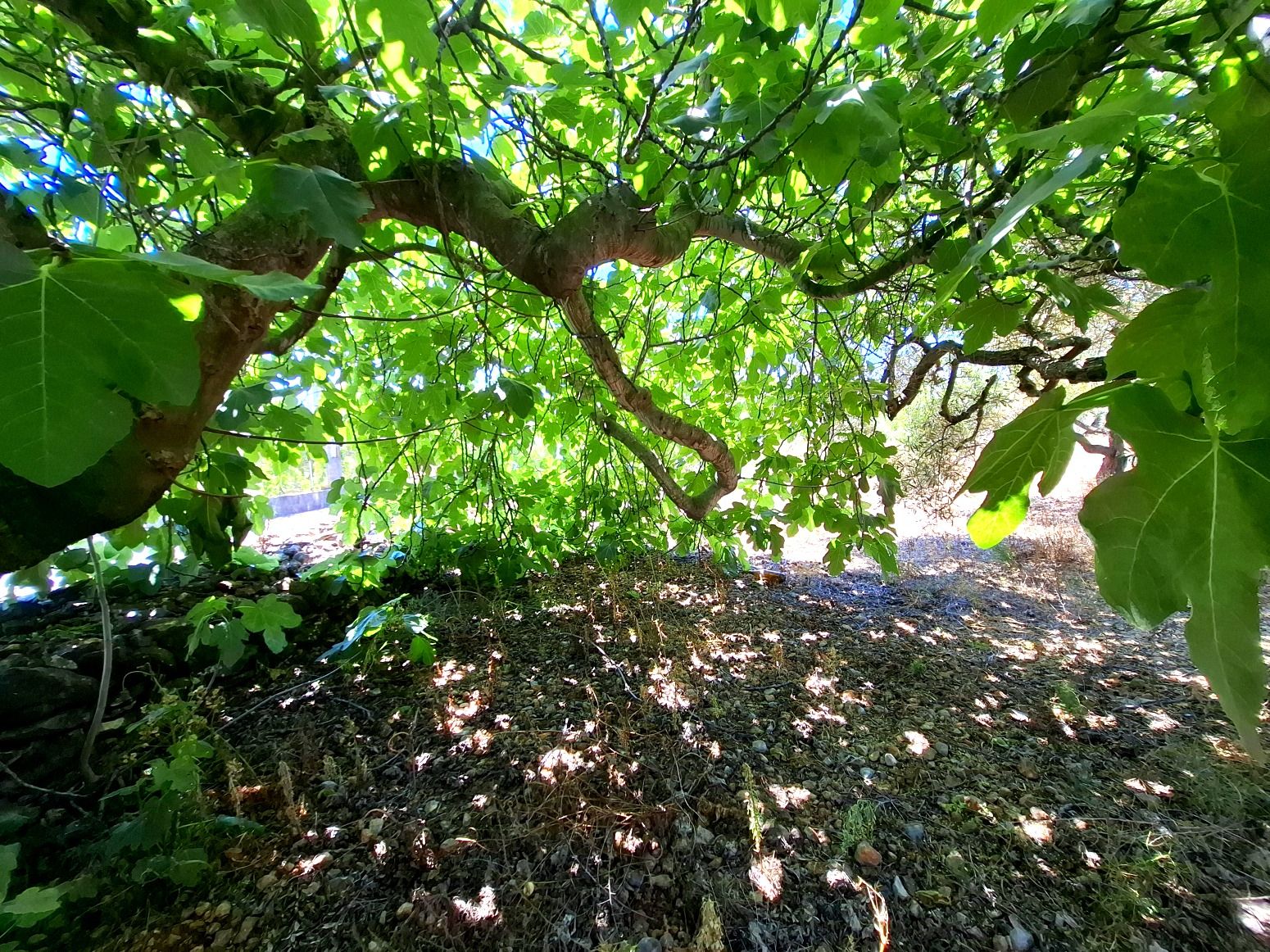 Garden of Residential for sale in Sant Joan de Moró
