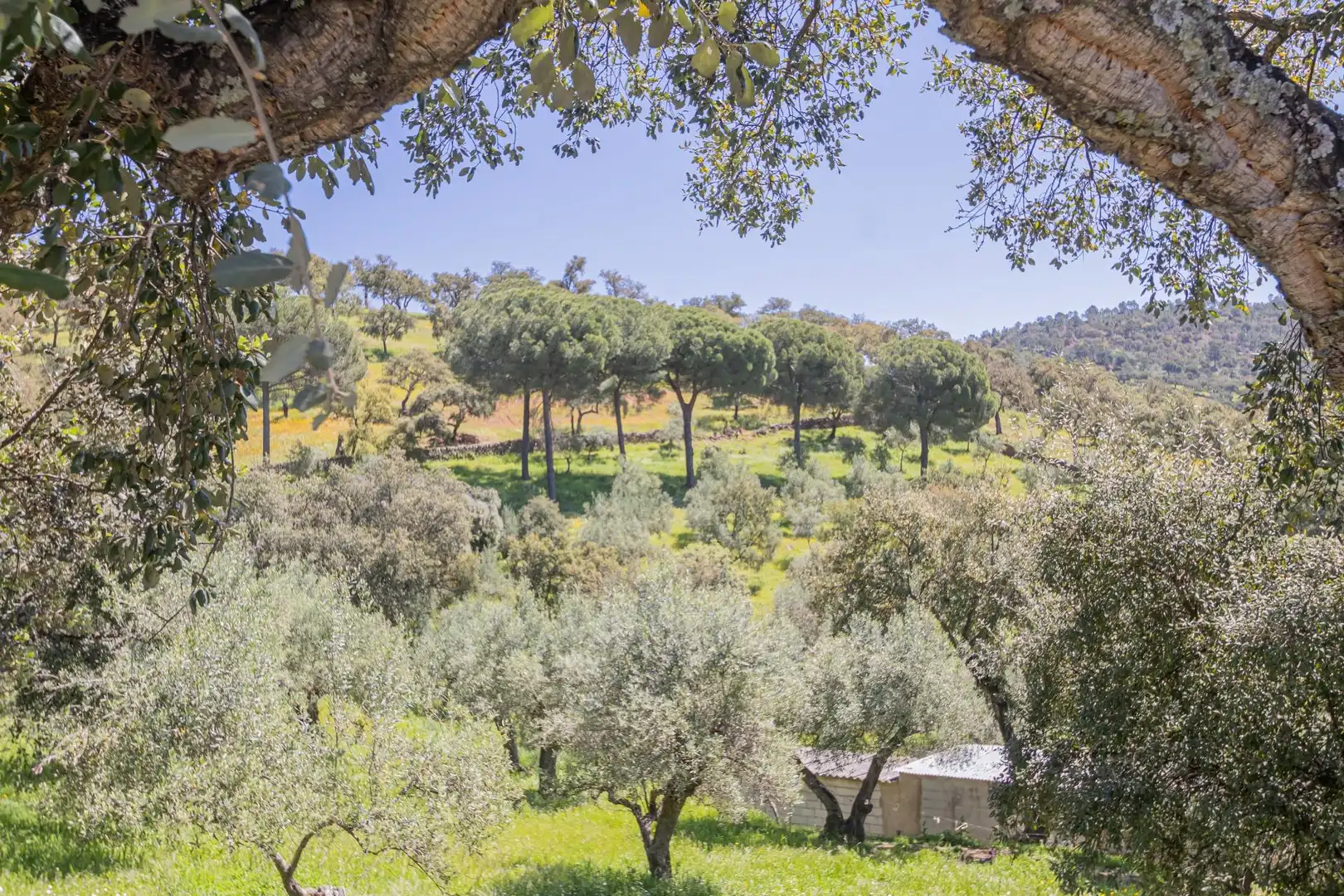 Garten von Grundstücke zum Verkauf in El Pedroso