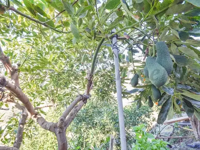 Terreni e lotti in vendita a Torrox Pueblo, imagen 27