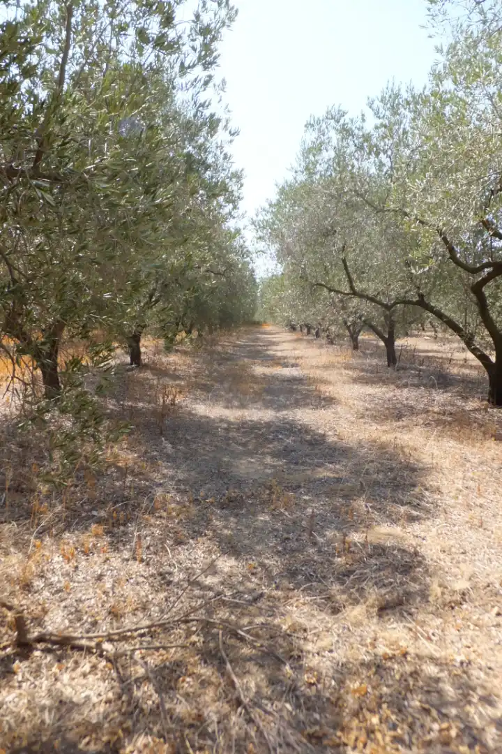 Terreno rústico en venta en Vial Camino 20, imagen 60