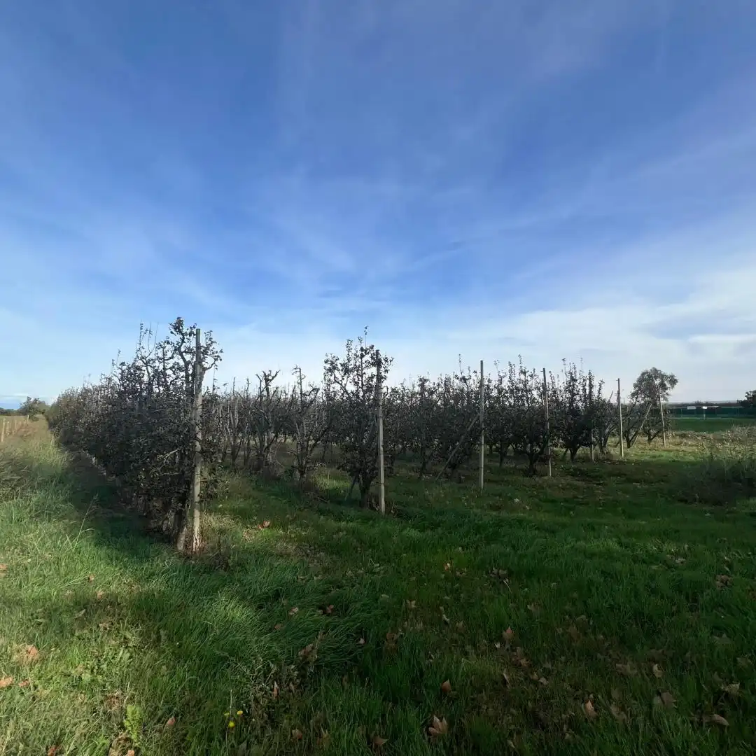 Terrenos y solares en venta en Camino 78, imagen 5