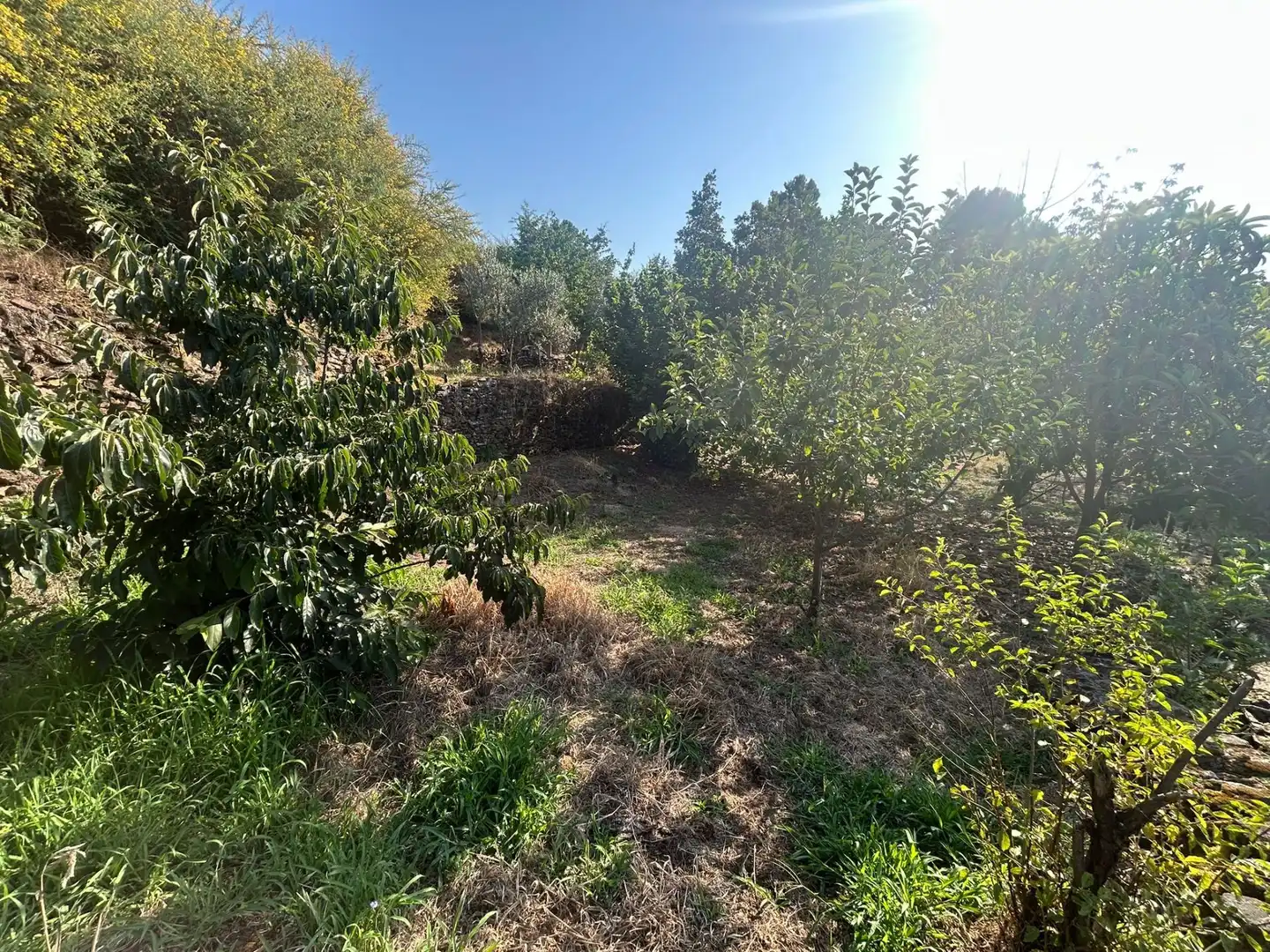 Rural land for sale in Torre de Don Miguel, imagen 2