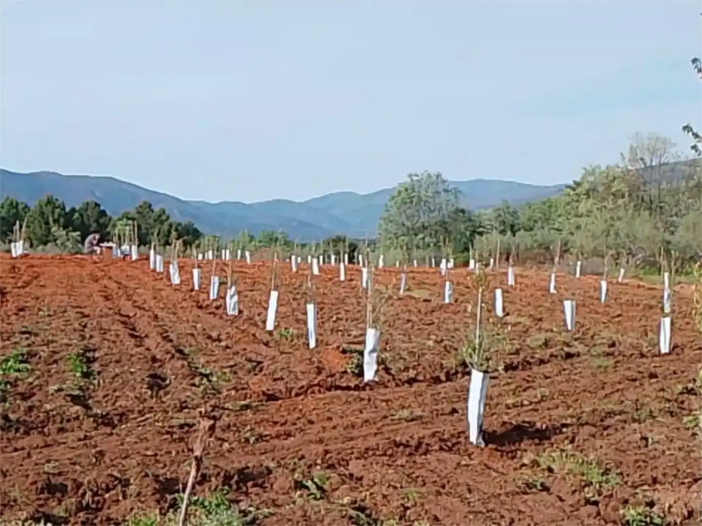 Finca rústica en venda en Torre de Don Miguel