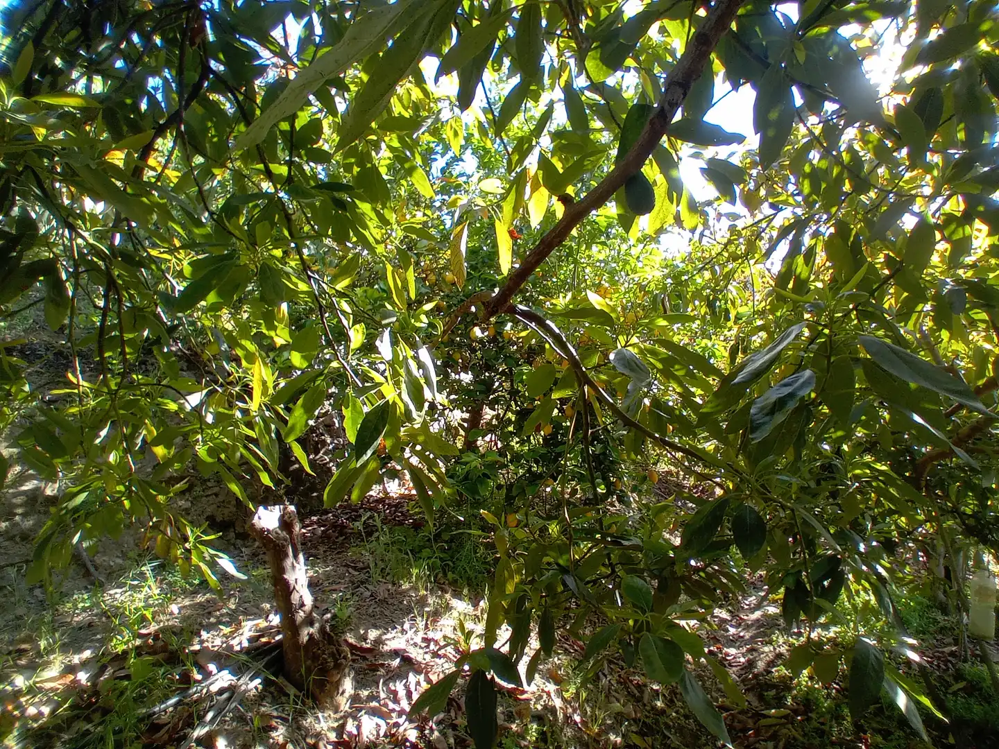 Casa rústica en venda a Yunquera, imagen 24