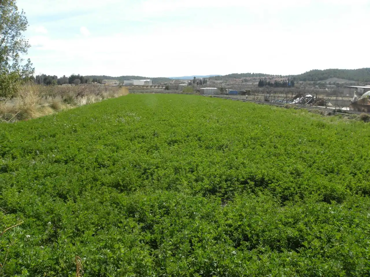 Residential land for sale in Caravaca de la Cruz