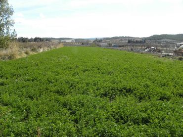 Terreny residencial en venda a Caravaca de la Cruz